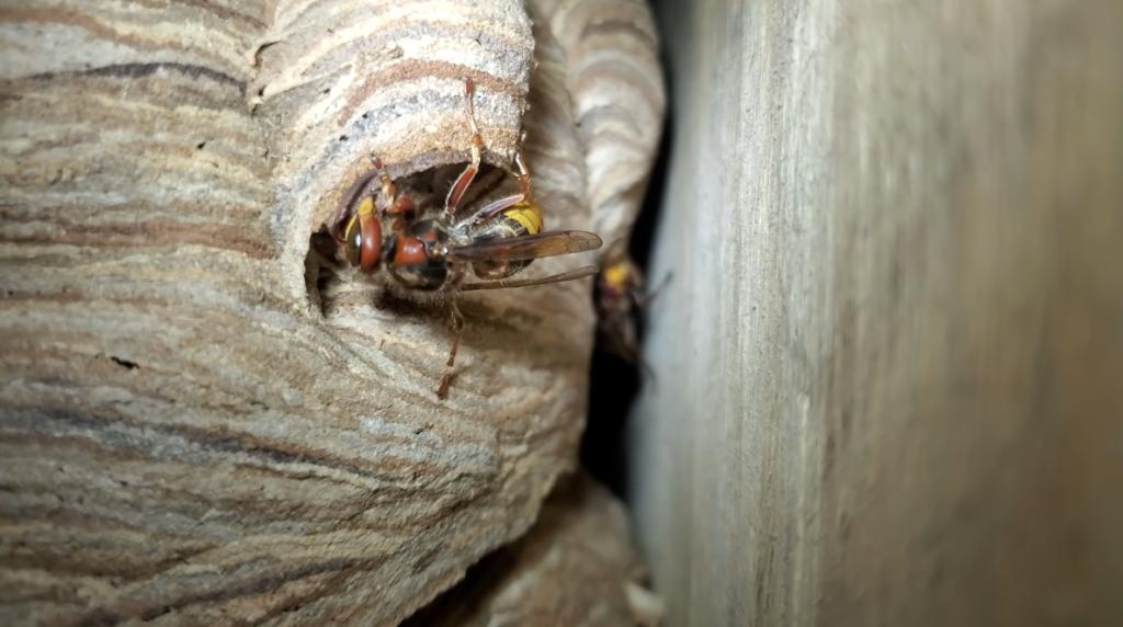 What to Do If You Come Across a Wasp Nest