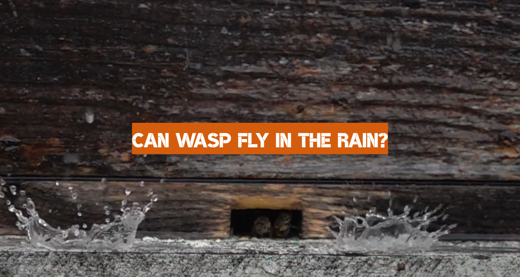 Can Wasp Fly in the Rain? WeatherStationPro
