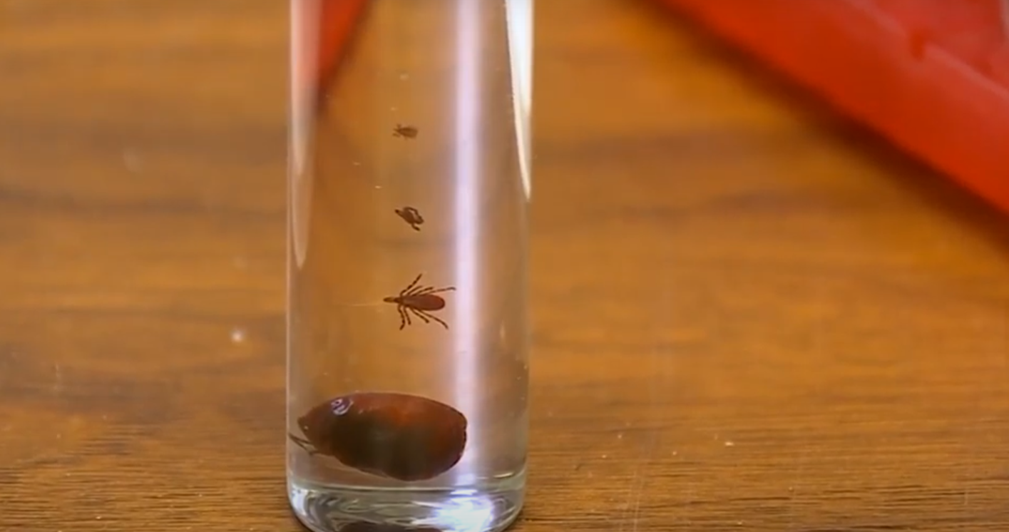 Do Ticks Die in the Winter? WeatherStationPro