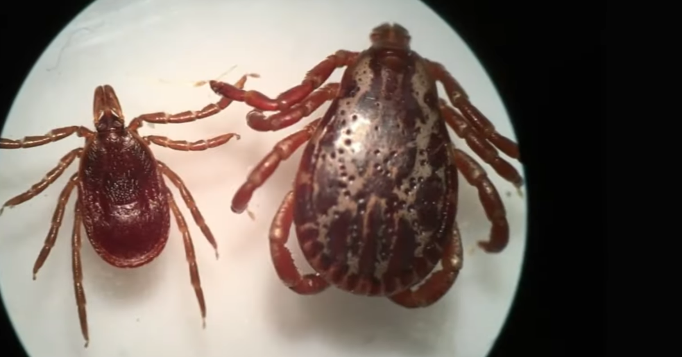Are Ticks Even Active in Winter?