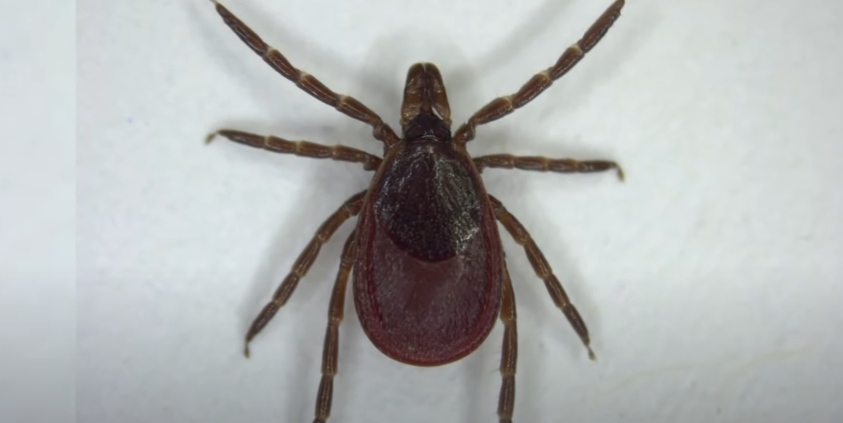 Do Ticks Die in the Winter? WeatherStationPro