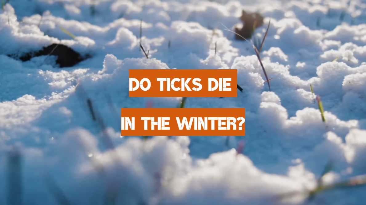 Do Ticks Die in the Winter?